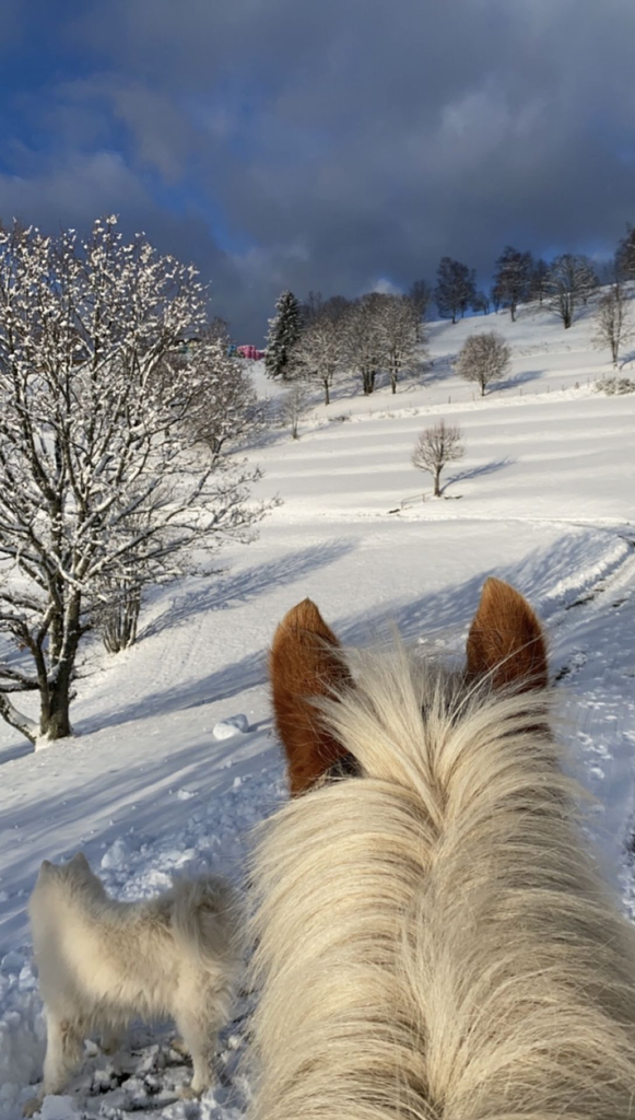 Bon cadeau offre noël
